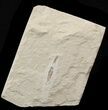 Cretaceous Fossil Squid - Soft-Bodied Preservation #48588-2